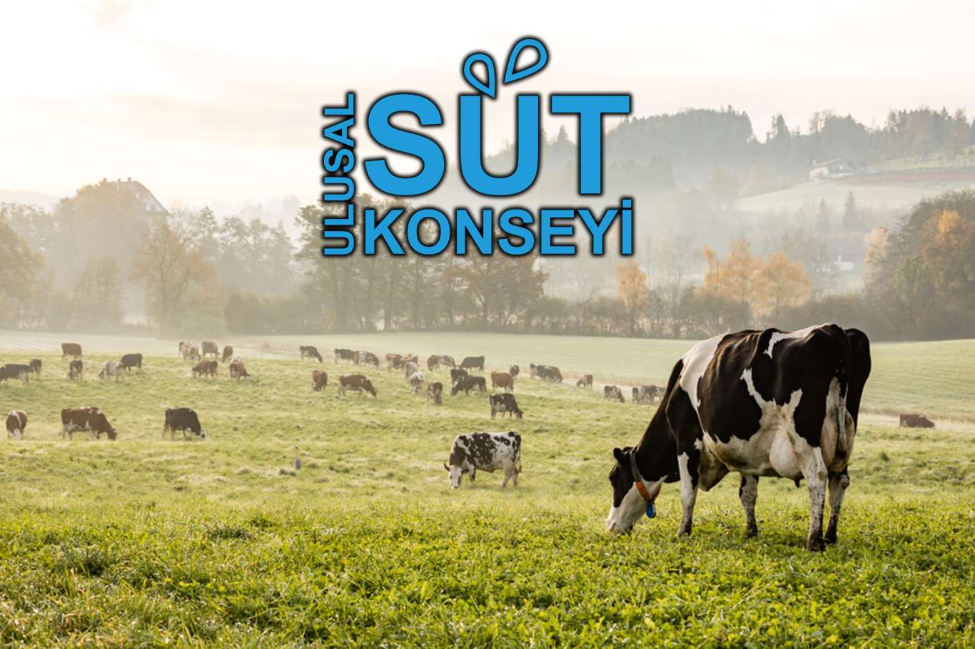 1 Nisan itibariyle süte zam geliyor 1 Nisan itibariyle süte zam geliyor